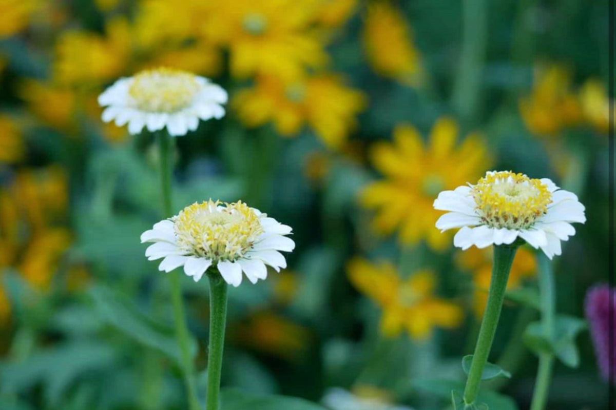 Zinderella White Zinnia Seeds – 100 Heirloom Seeds, Fully Double, 3-4" Flowers