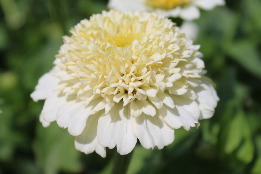 Zinderella White Zinnia Seeds – 100 Heirloom Seeds, Fully Double, 3-4" Flowers