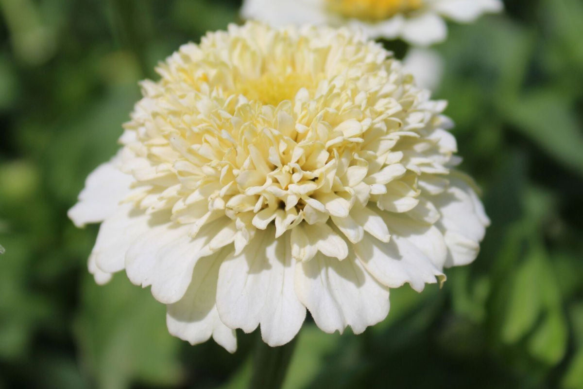 Zinderella White Zinnia Seeds – 100 Heirloom Seeds, Fully Double, 3-4" Flowers