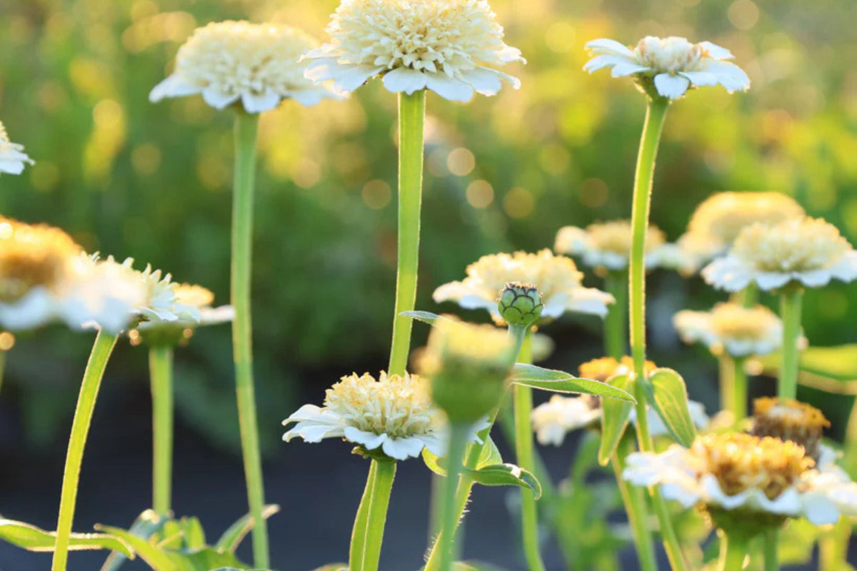 Zinderella White Zinnia Seeds – 100 Heirloom Seeds, Fully Double, 3-4" Flowers
