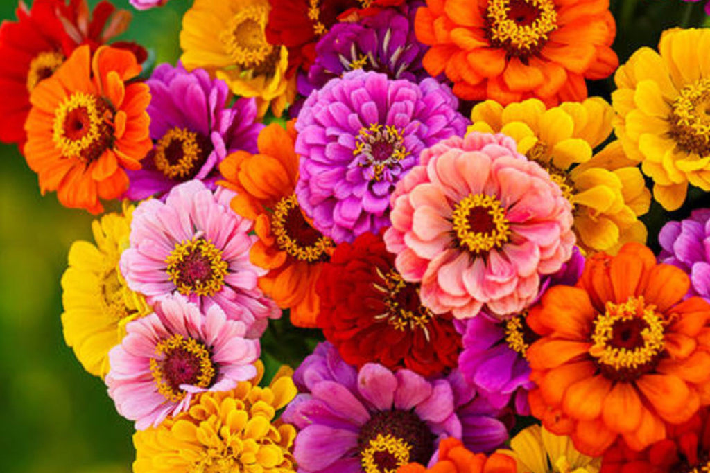California Giants Gerbera Daisy Seeds Mix - 200 Seeds for Cut Flowers & Pollinator Gardens