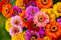 California Giants Gerbera Daisy Seeds Mix - 200 Seeds for Cut Flowers & Pollinator Gardens