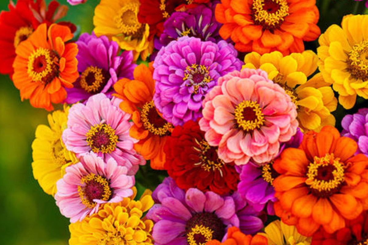 California Giants Gerbera Daisy Seeds Mix - 200 Seeds for Cut Flowers & Pollinator Gardens