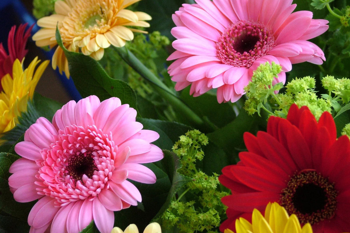 California Giants Gerbera Daisy Seeds Mix - 200 Seeds for Cut Flowers & Pollinator Gardens