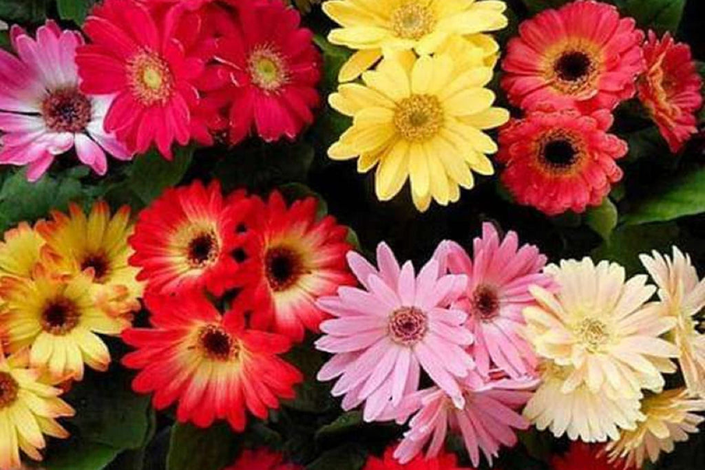 California Giants Gerbera Daisy Seeds Mix - 200 Seeds for Cut Flowers & Pollinator Gardens