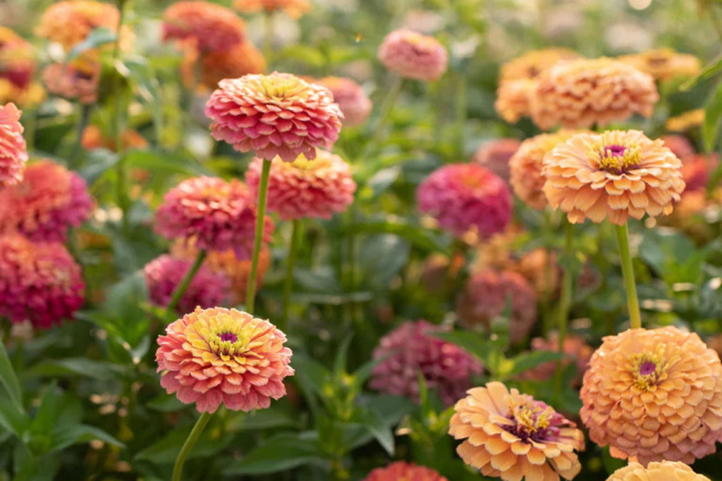 Unicorn Mix Zinnia Seeds - 100+ Pastel Color Blooms, Easy to Grow, USA Grown