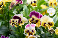 Rococo Mix Pansy Seeds – Viola cornuta, 200+ Seeds, Heirloom, Cool-Weather Blooms