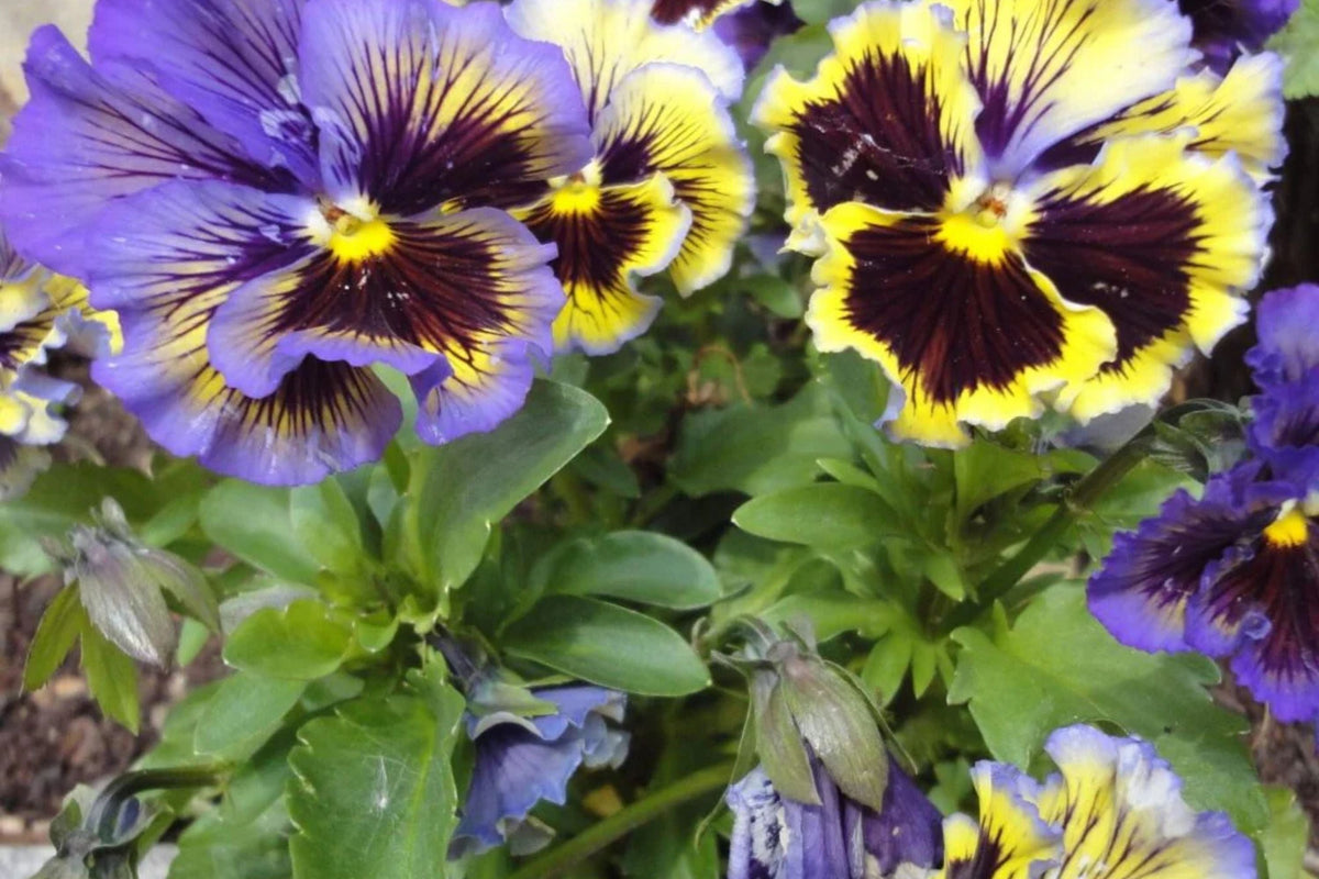 Rococo Mix Pansy Seeds – Viola cornuta, 200+ Seeds, Heirloom, Cool-Weather Blooms