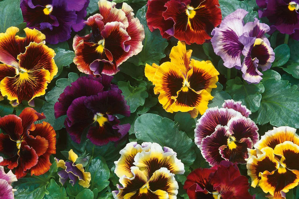 Rococo Mix Pansy Seeds – Viola cornuta, 200+ Seeds, Heirloom, Cool-Weather Blooms