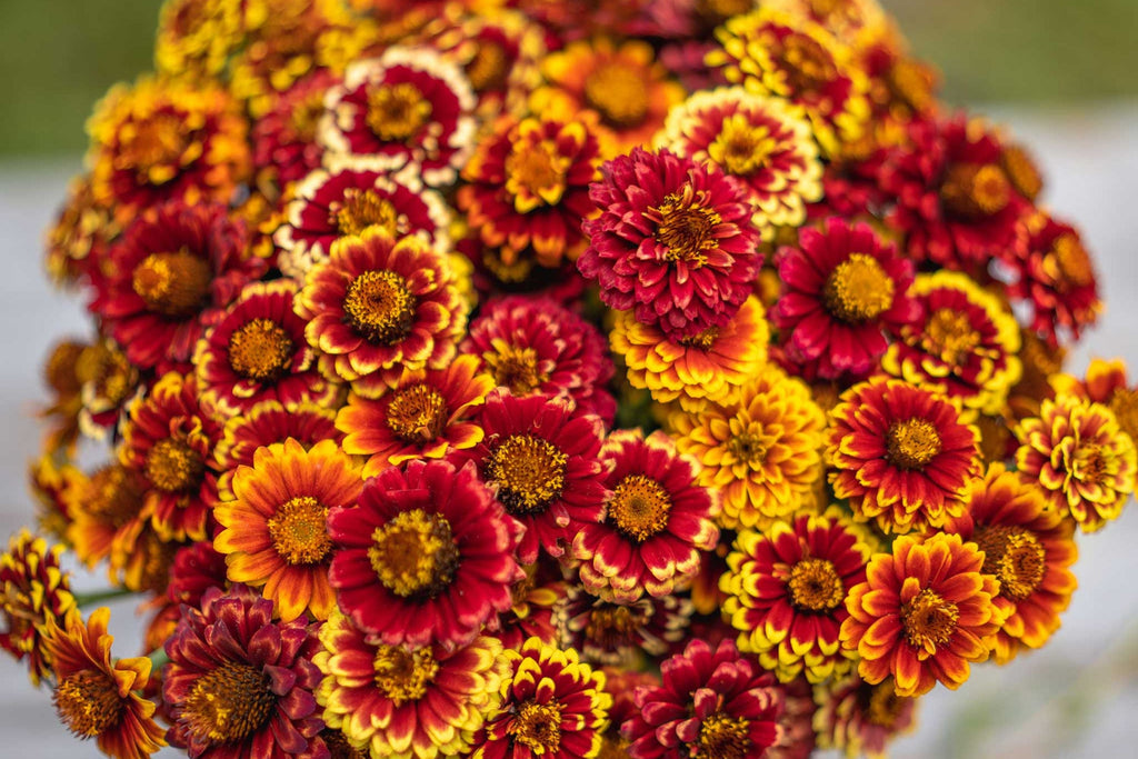 Aztec Sunset Zinnia Seeds - 100+ Heirloom Seeds, Zinnia elegans, 3-4" Double Blooms