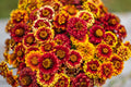 Aztec Sunset Zinnia Seeds - 100+ Heirloom Seeds, Zinnia elegans, 3-4" Double Blooms