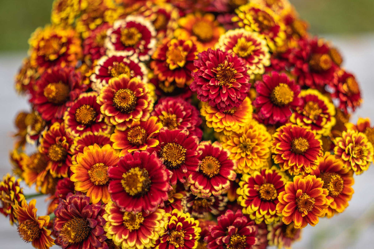 Aztec Sunset Zinnia Seeds - 100+ Heirloom Seeds, Zinnia elegans, 3-4" Double Blooms