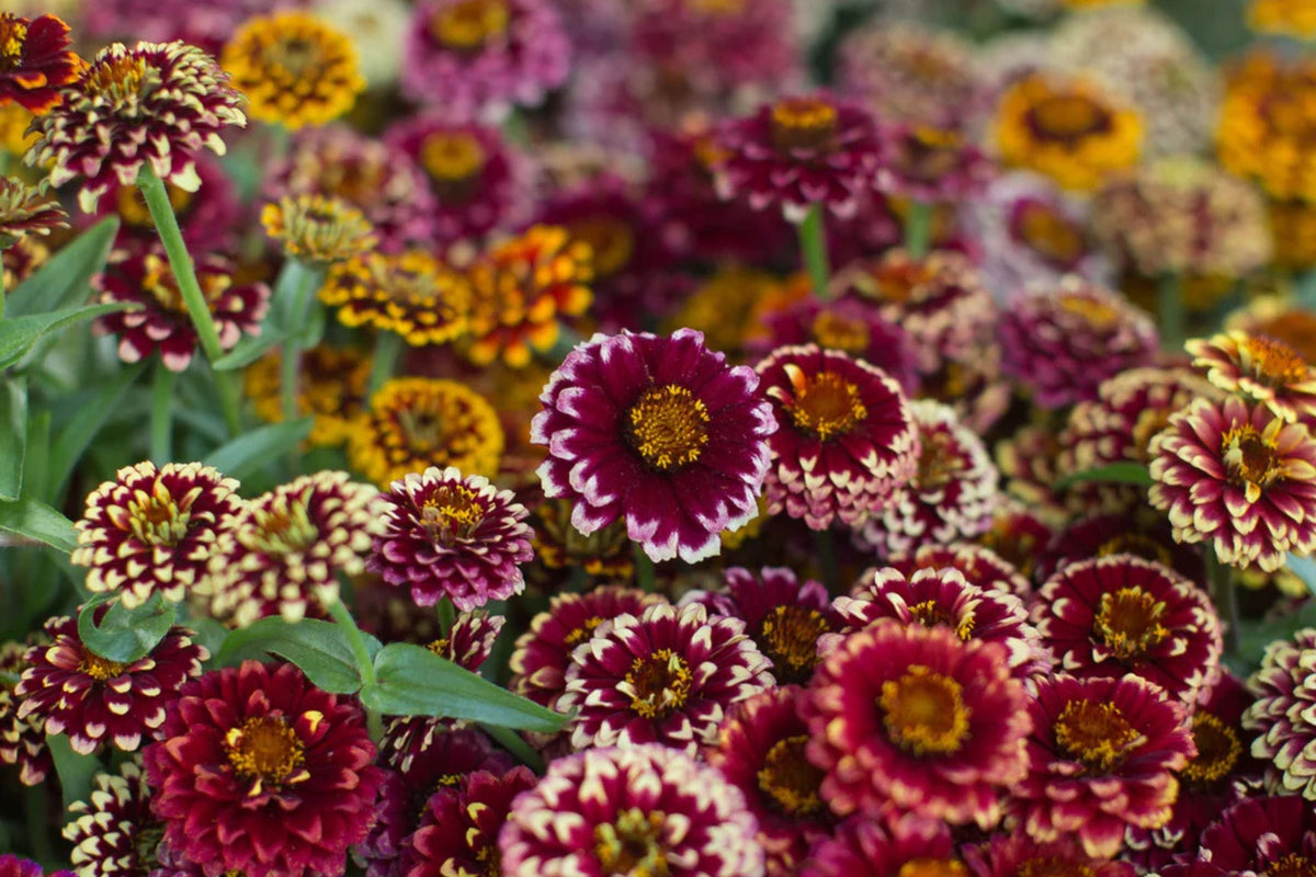 Aztec Sunset Zinnia Seeds - 100+ Heirloom Seeds, Zinnia elegans, 3-4" Double Blooms