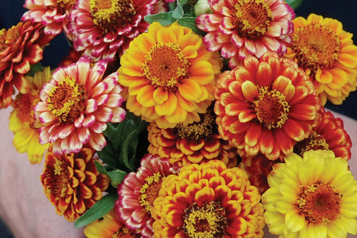 Aztec Sunset Zinnia Seeds - 100+ Heirloom Seeds, Zinnia elegans, 3-4" Double Blooms