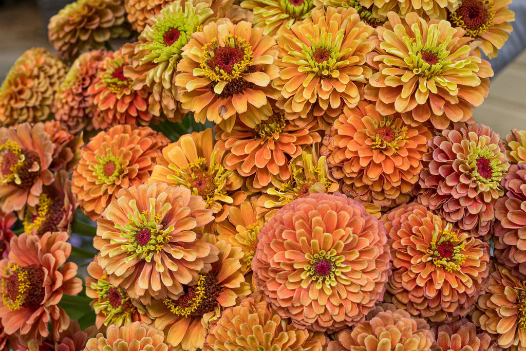 Queen Lime Orange Zinnia Seeds – 100 Heirloom Seeds, Bi-Color Lime Green Centers & Orange Petals