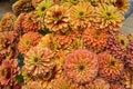 Queen Lime Orange Zinnia Seeds – 100 Heirloom Seeds, Bi-Color Lime Green Centers & Orange Petals