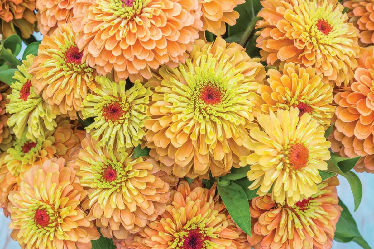 Queen Lime Orange Zinnia Seeds – 100 Heirloom Seeds, Bi-Color Lime Green Centers & Orange Petals