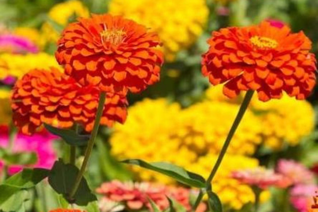 Unicorn Mix Zinnia Seeds - 100+ Pastel Color Blooms, Easy to Grow, USA Grown