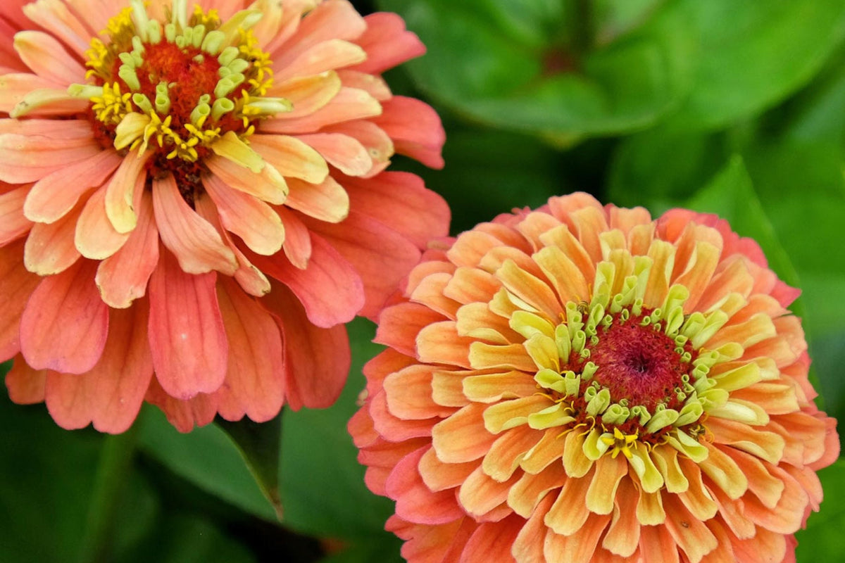 Queen Lime Orange Zinnia Seeds – 100 Heirloom Seeds, Bi-Color Lime Green Centers & Orange Petals