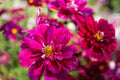 Double Click Cranberries Cosmos Seeds - 200+ Heirloom Cosmos bipinnatus for Cut Flowers, Pollinator Garden