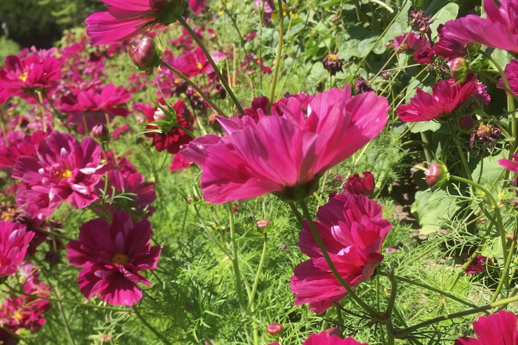Double Click Cranberries Cosmos Seeds - 200+ Heirloom Cosmos bipinnatus for Cut Flowers, Pollinator Garden