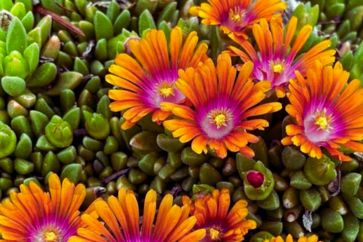 Ice Plant Mix Seeds - 400 Seeds | Ground Cover Mesembryanthemum