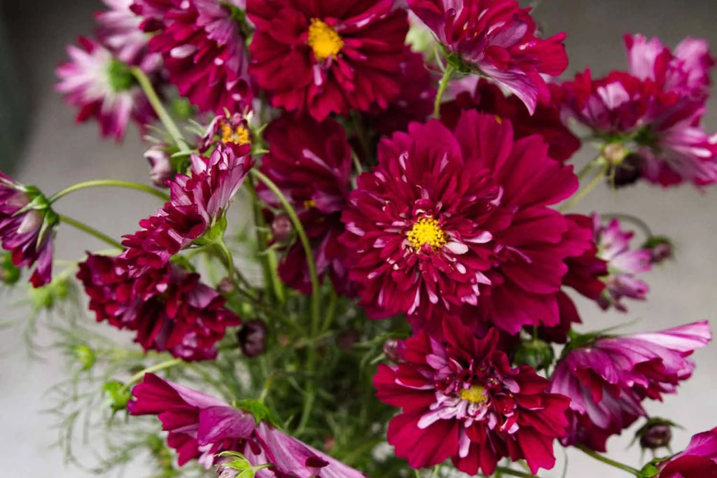 Double Click Cranberries Cosmos Seeds - 200+ Heirloom Cosmos bipinnatus for Cut Flowers, Pollinator Garden