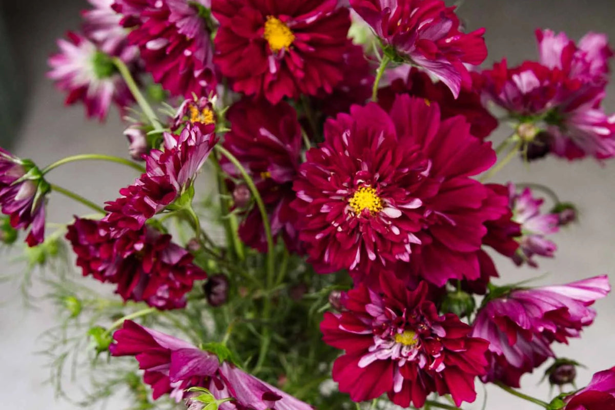 Double Click Cranberries Cosmos Seeds - 200+ Heirloom Cosmos bipinnatus for Cut Flowers, Pollinator Garden