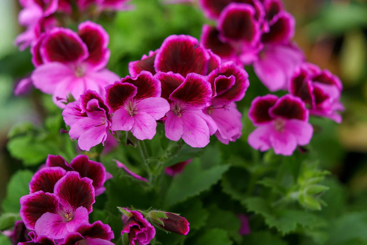 Martha Washington Geranium Seeds – Pelargonium domesticum, 25 Seeds, USA Grown