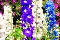 Dwarf Hyacinth Ajacis Larkspur Seeds - 80 PCS Mixed Colors, Early Blooming Annual (Consolida ajacis)