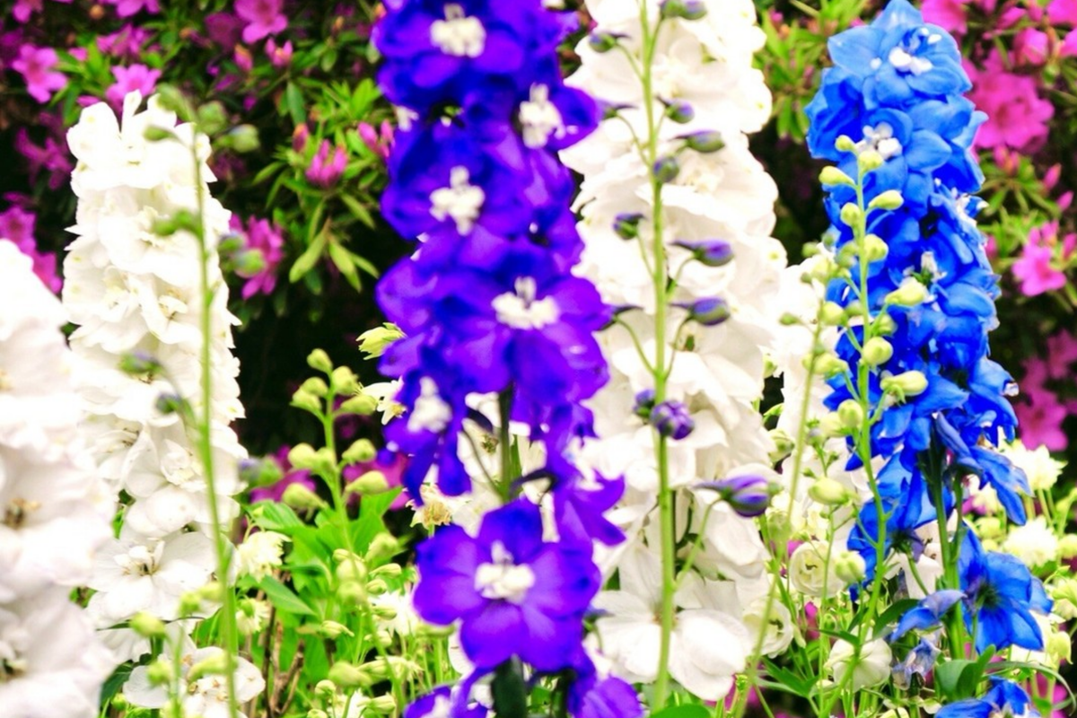 Dwarf Hyacinth Ajacis Larkspur Seeds - 80 PCS Mixed Colors, Early Blooming Annual (Consolida ajacis)
