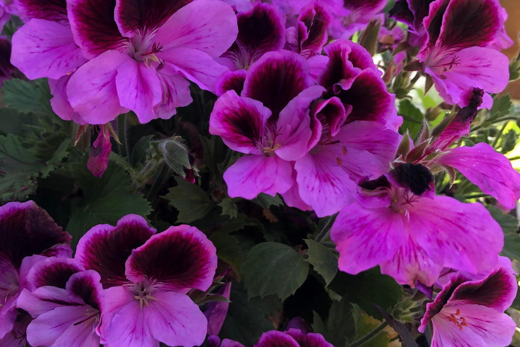 Martha Washington Geranium Seeds – Pelargonium domesticum, 25 Seeds, USA Grown