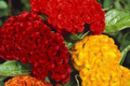 Green Cockscomb Seeds Celosia Cristata - 30 Seeds, Full Sun, Zones 3-10