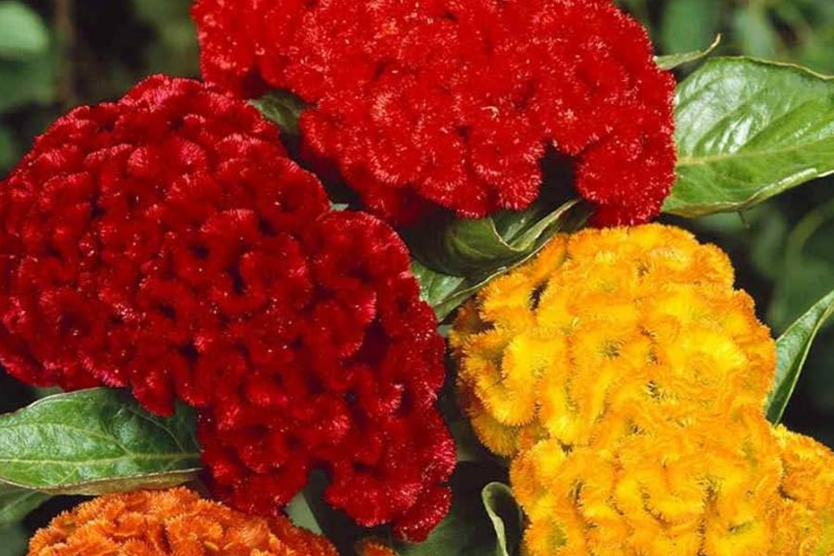 Green Cockscomb Seeds Celosia Cristata - 30 Seeds, Full Sun, Zones 3-10