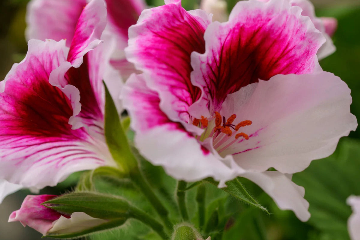 Martha Washington Geranium Seeds – Pelargonium domesticum, 25 Seeds, USA Grown