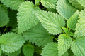 Stinging Nettle Seeds Urtica Dioica - 200 Seeds, Perennial Herb