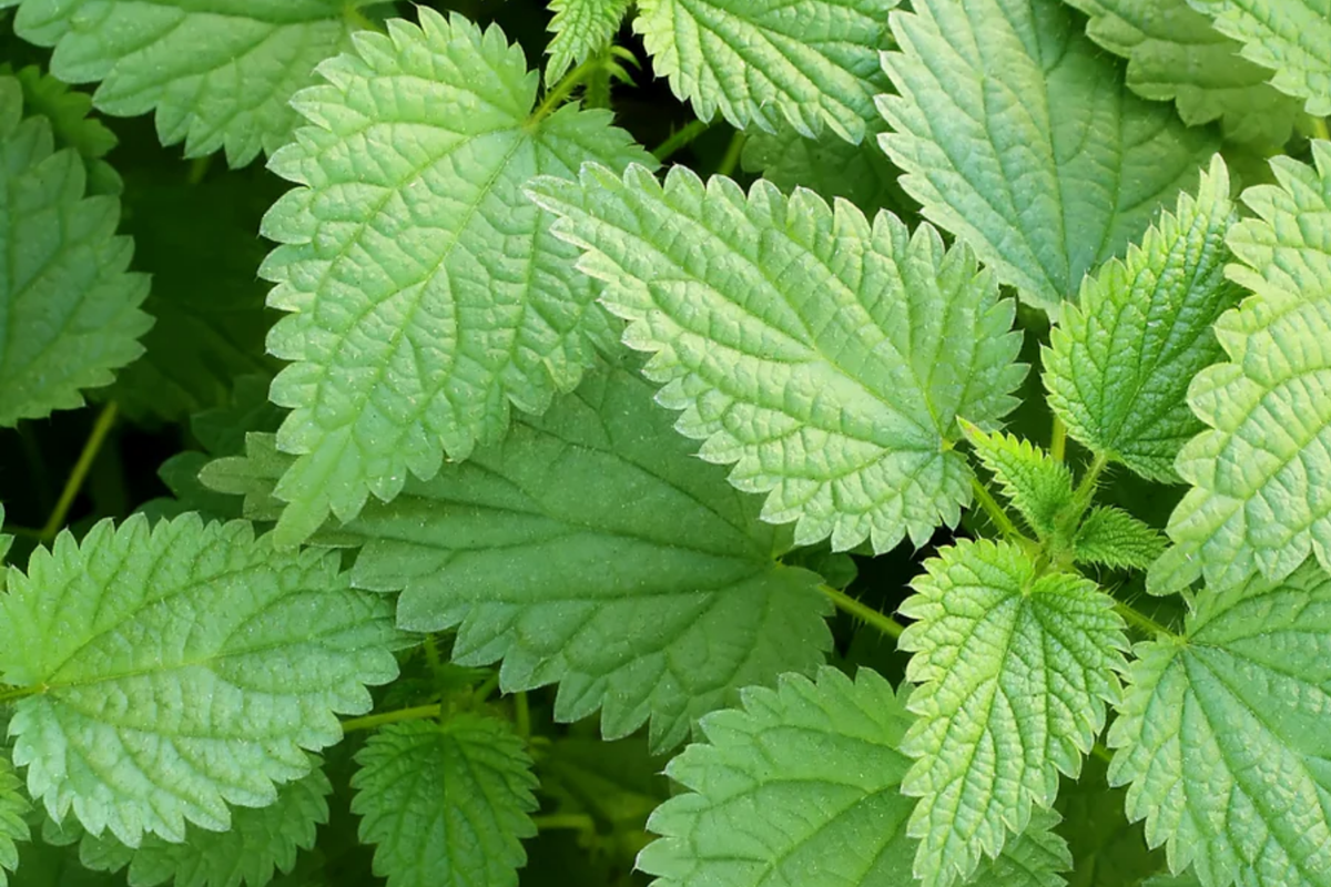 Stinging Nettle Seeds Urtica Dioica - 200 Seeds, Perennial Herb
