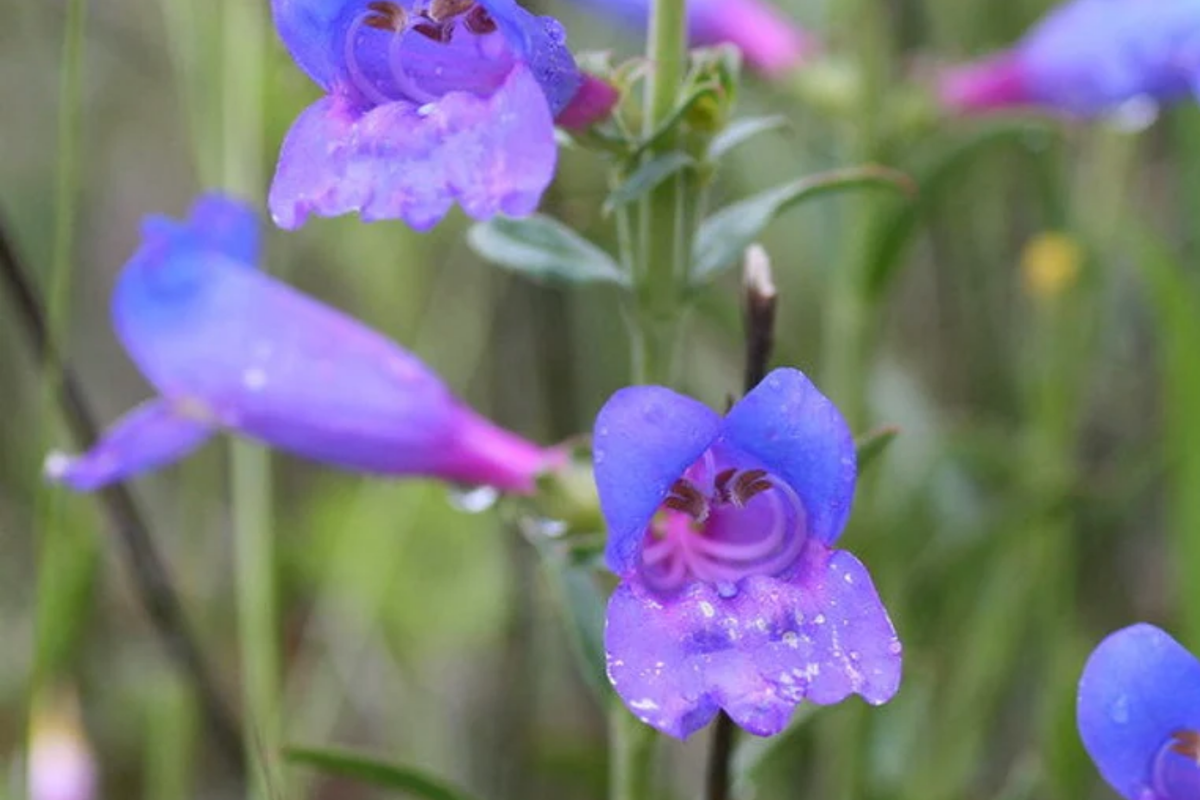 Penstemon Heterophyllus Seeds - 50 PCS Blue Spring Flower, Perennial
