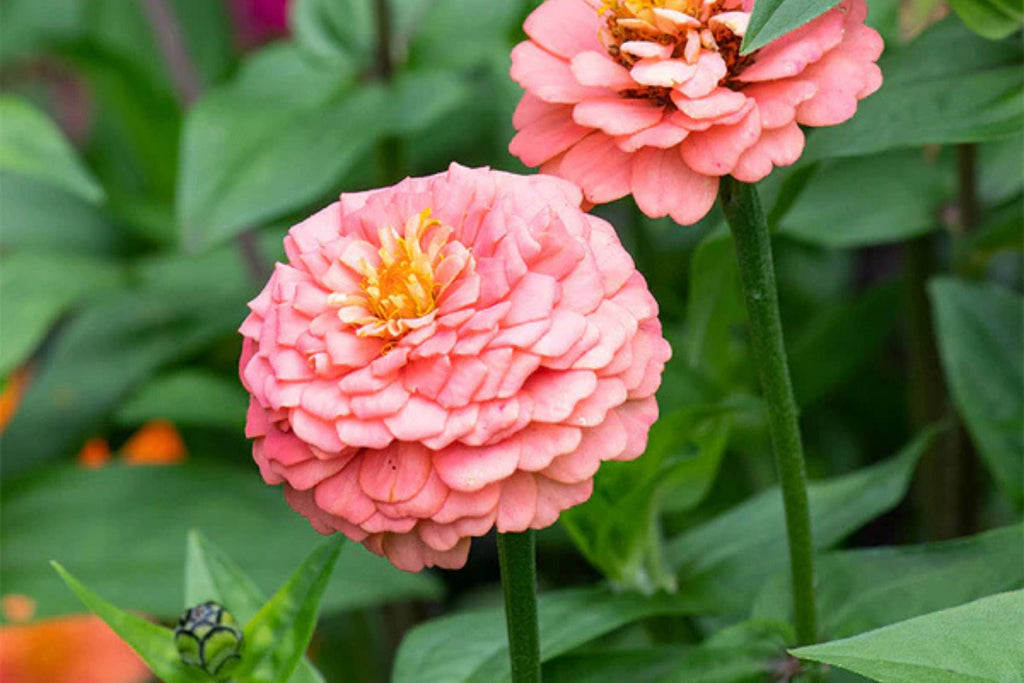 Oklahoma Salmon Zinnia Seeds – 100+ Heirloom Seeds for Pollinator-Friendly Cut Flowers
