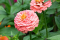 Oklahoma Salmon Zinnia Seeds – 100+ Heirloom Seeds for Pollinator-Friendly Cut Flowers