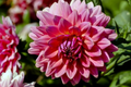 Dahlia Black Beauty Seeds - 8 Pack | Dahlia pinnata - Dark Mahogany Red Flowers