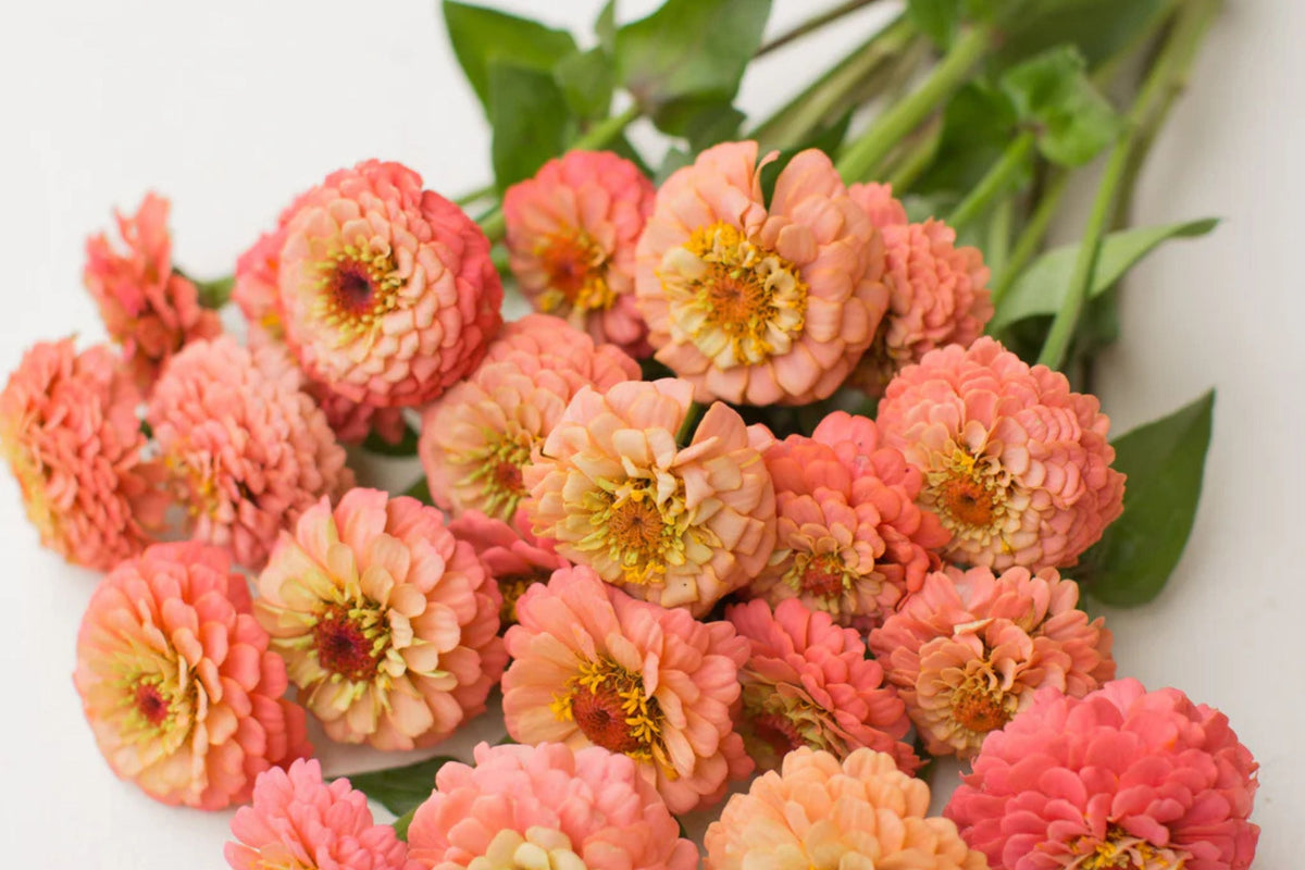 Oklahoma Salmon Zinnia Seeds – 100+ Heirloom Seeds for Pollinator-Friendly Cut Flowers