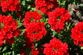 Red Verbena Seeds 100 PCS | Verbena Hybrids Nana Compacta Scarlet Ground Cover, Annual
