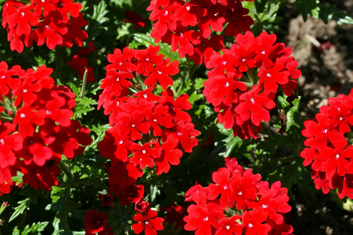 Red Verbena Seeds 100 PCS | Verbena Hybrids Nana Compacta Scarlet Ground Cover, Annual