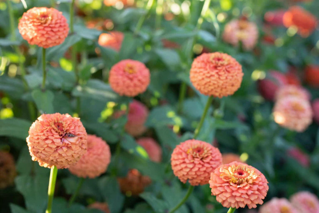 Oklahoma Salmon Zinnia Seeds – 100+ Heirloom Seeds for Pollinator-Friendly Cut Flowers