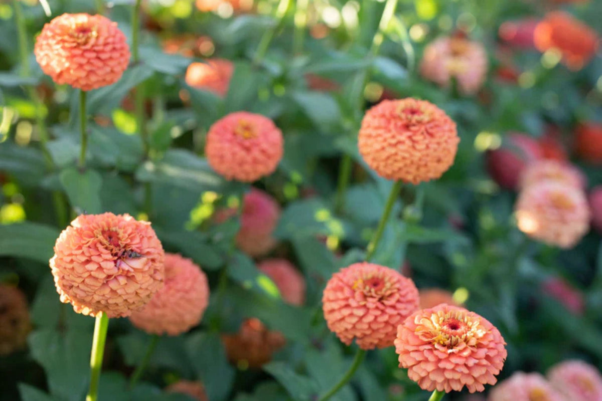 Oklahoma Salmon Zinnia Seeds – 100+ Heirloom Seeds for Pollinator-Friendly Cut Flowers