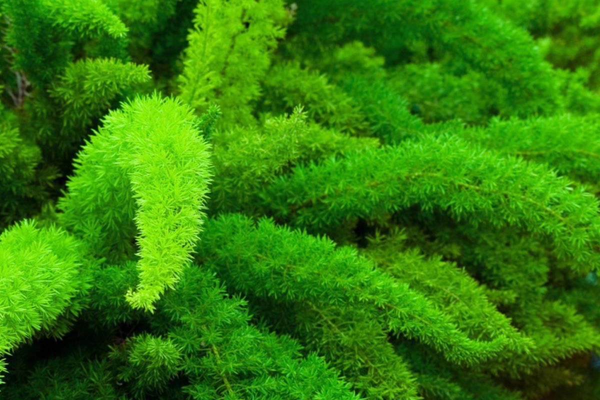 Asparagus Foxtail Fern Seeds (6 Pack) Asparagus Densiflorus Sprengeri – Drought-Tolerant Trailing Foliage