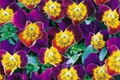 Miniola Purple Heart Viola Seeds - 50 Seeds Bi-Color Fragrant Perennial