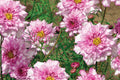 Double Click Bicolor Rose Cosmos Seeds - 200+ Heirloom Cosmos Bipinnatus for Pollinators