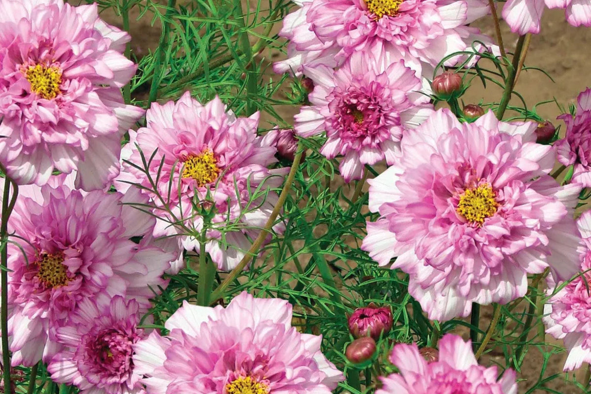 Double Click Bicolor Rose Cosmos Seeds - 200+ Heirloom Cosmos Bipinnatus for Pollinators